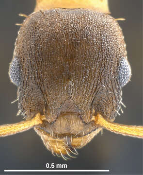 Image de Myrmicinae