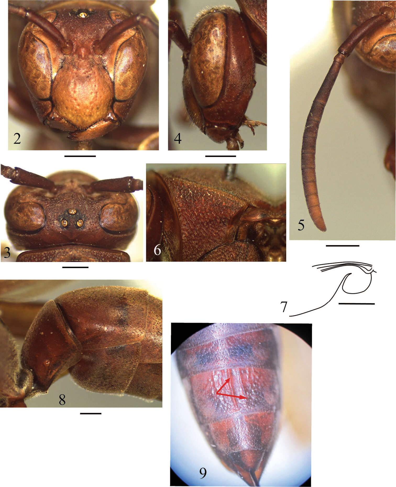 Image of Polistes (Polistella) brunetus Nguyen & Kojima