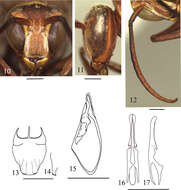 Image of Polistes (Polistella) brunetus Nguyen & Kojima