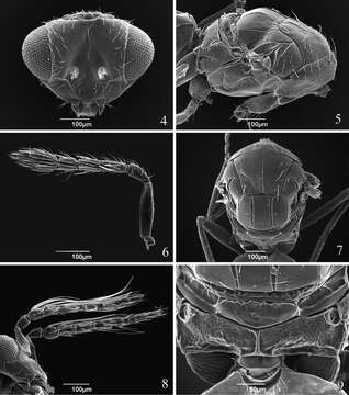 Image of eulophid wasps