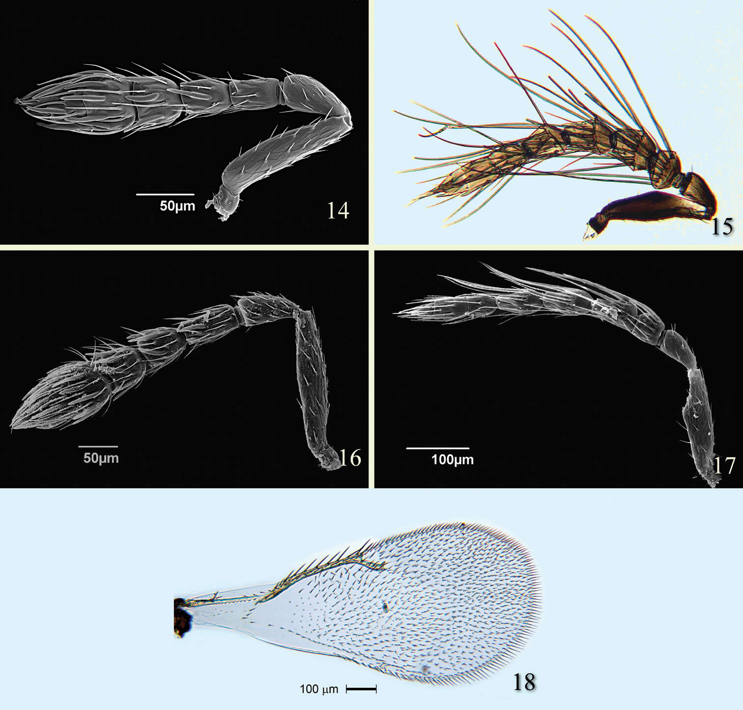 Image of Tamarixia aguacatensis Yefremova