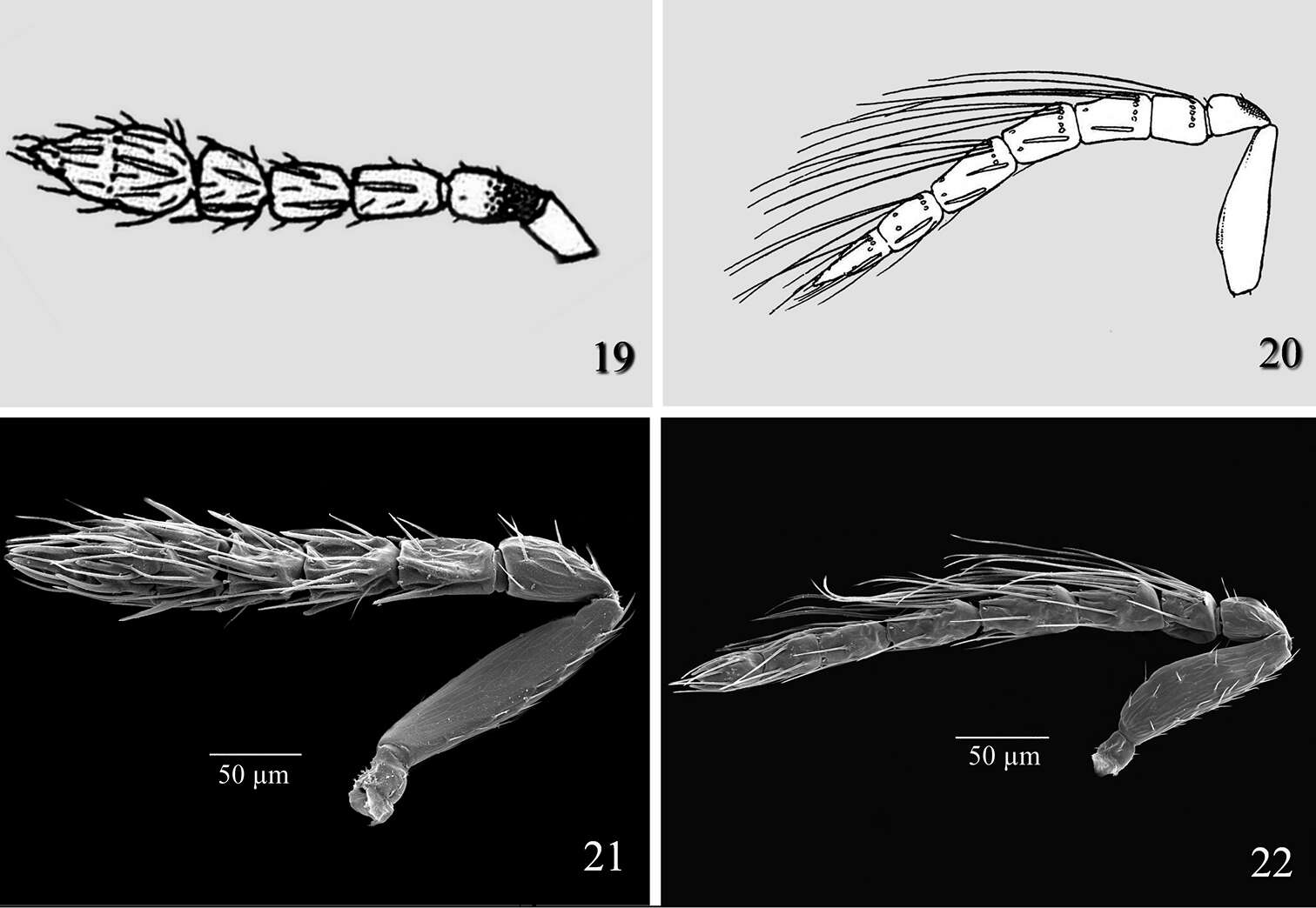 Image of Tamarixia aguacatensis Yefremova