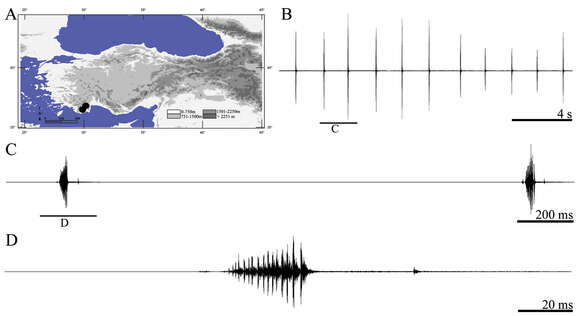 Image of Psorodonotus