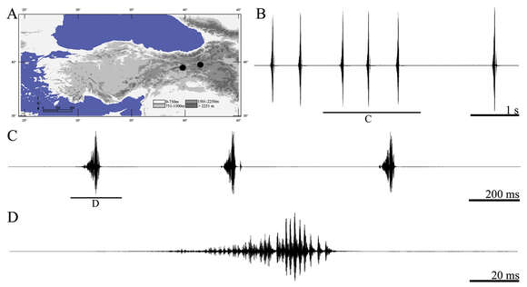 Image of Psorodonotus