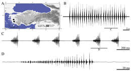 Image of Anterastes