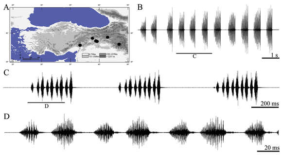 Image of Pezodrymadusa