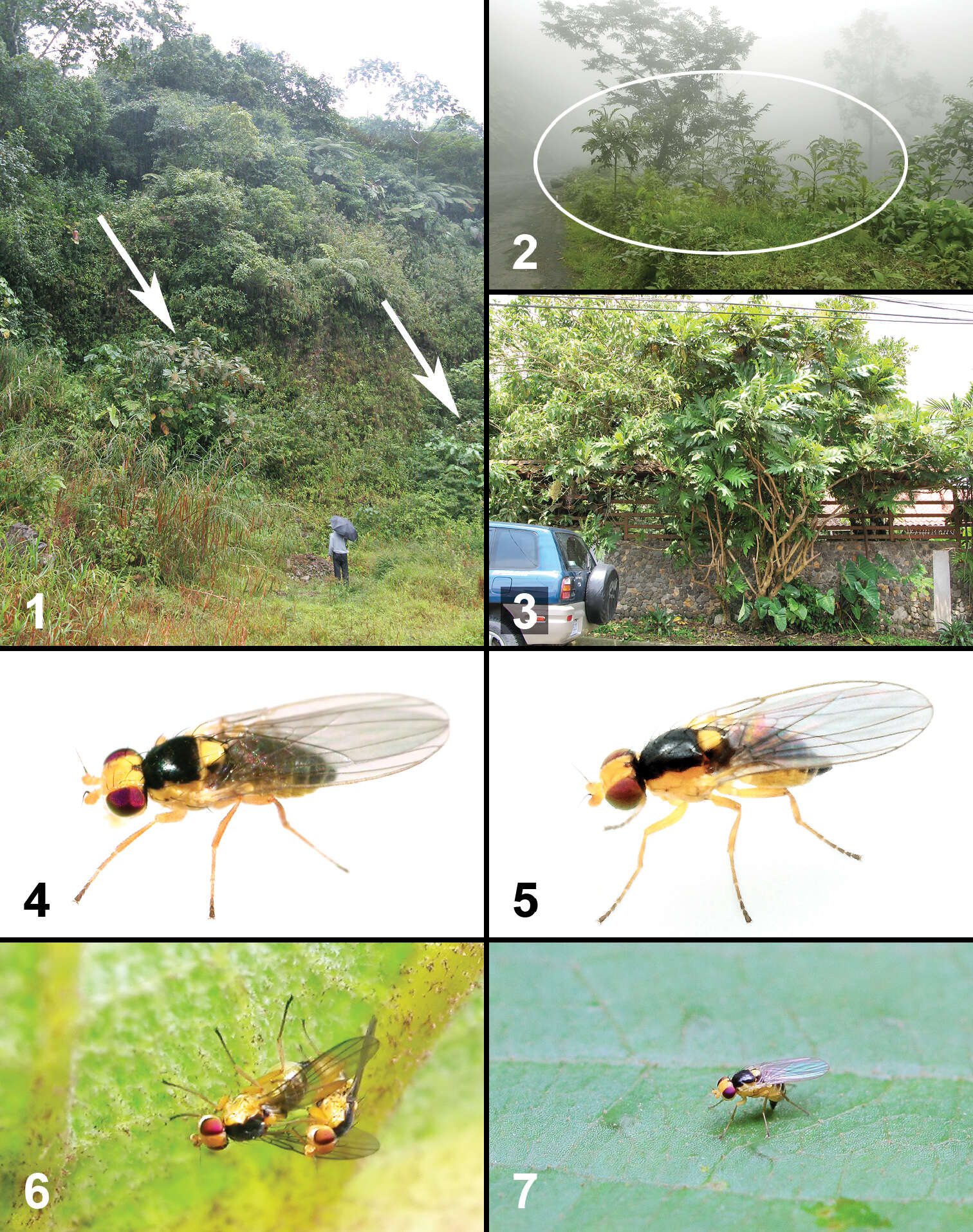 Liriomyza resmi