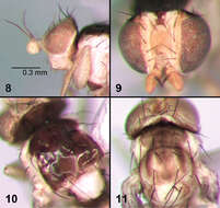 斑潛蠅屬的圖片