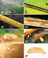 Liriomyza resmi