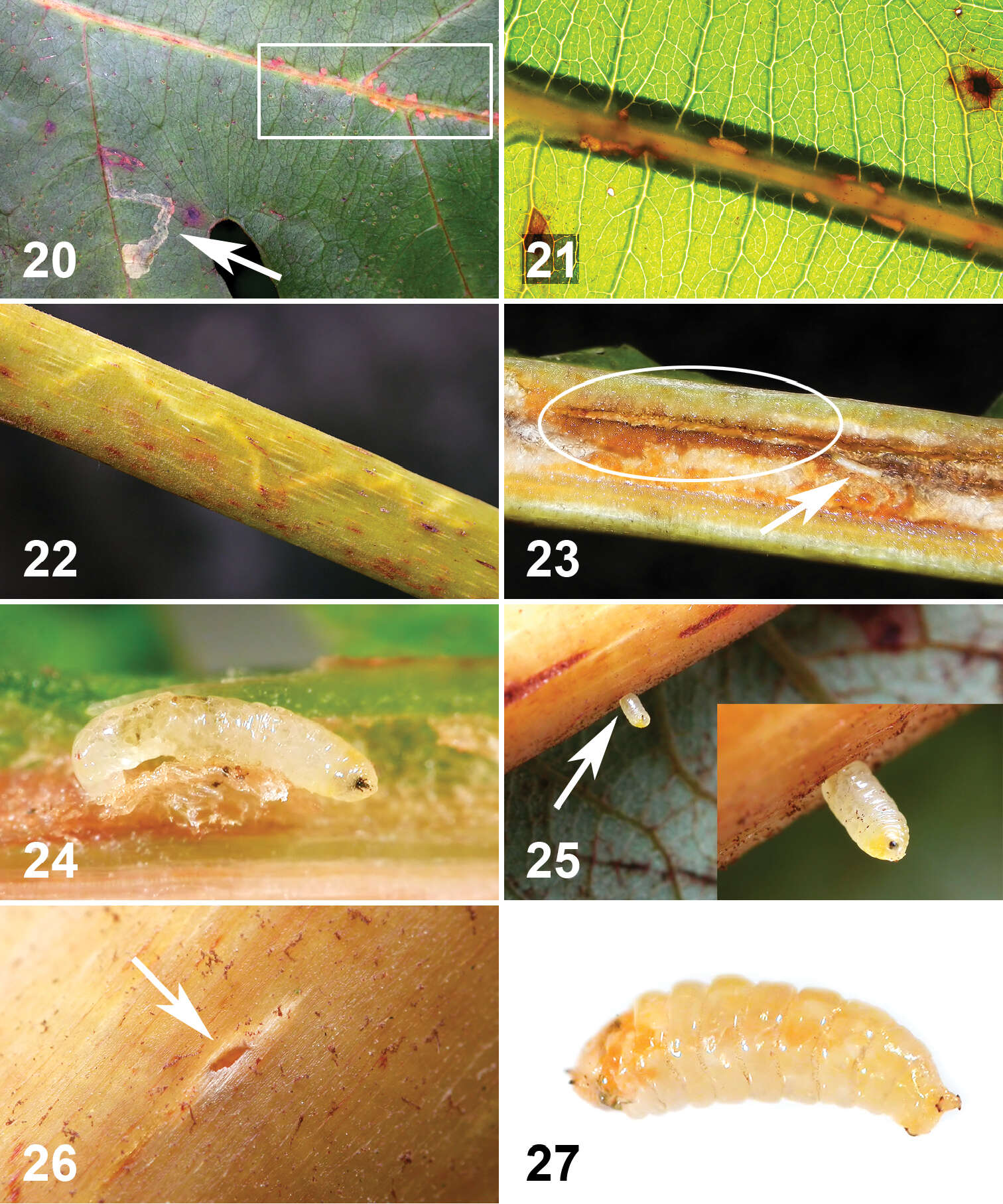 Liriomyza resmi