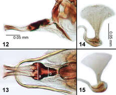 Image of Liriomyza