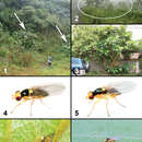 Liriomyza prompta Boucher & Nishida resmi