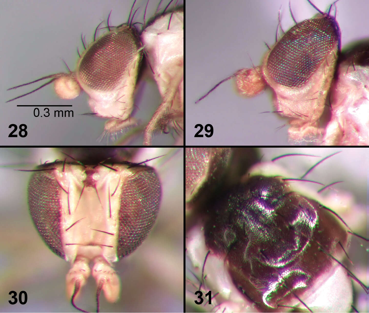 Image of Liriomyza prompta Boucher & Nishida