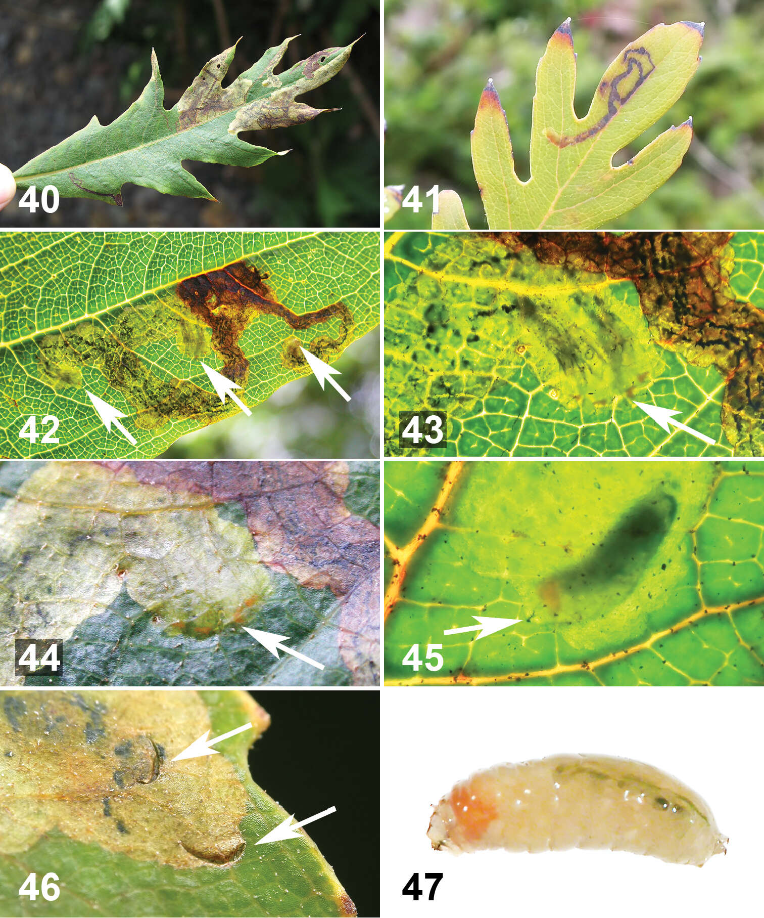 Image of Liriomyza prompta Boucher & Nishida