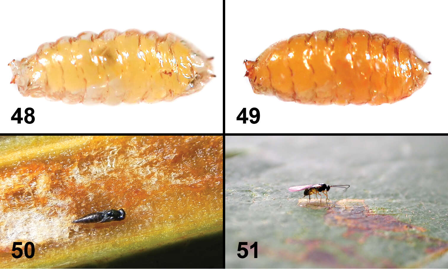 Image of Liriomyza prompta Boucher & Nishida