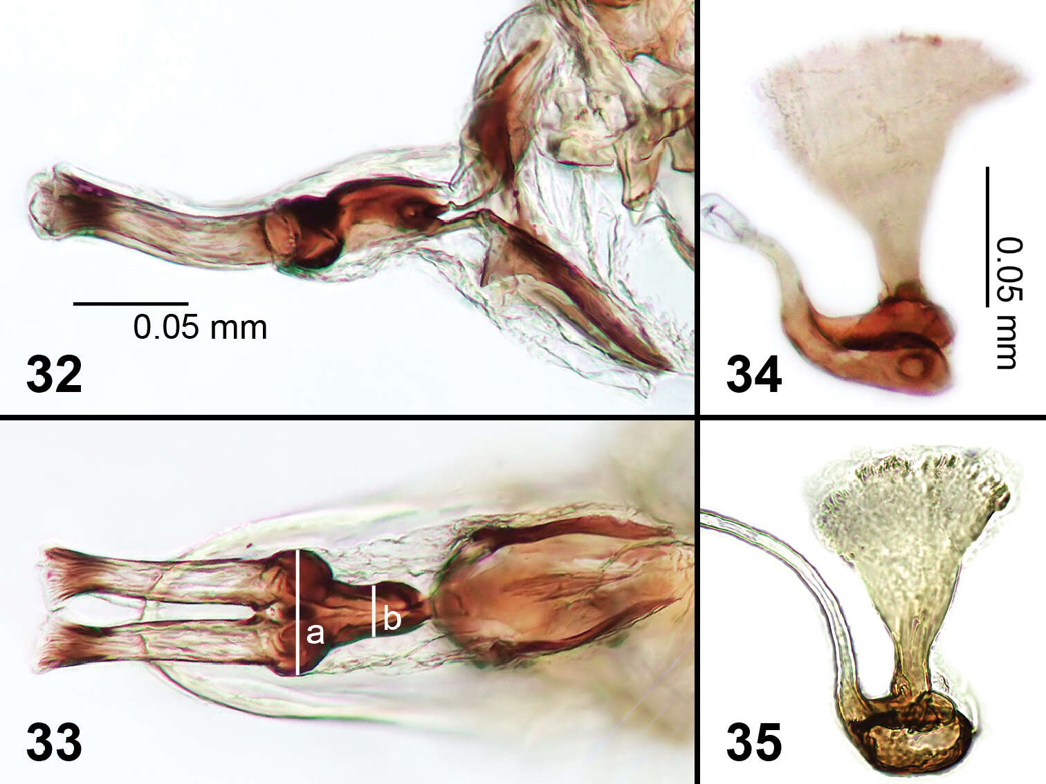 Image of Liriomyza prompta Boucher & Nishida