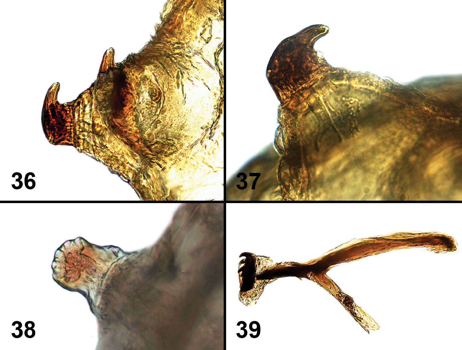 Image of Liriomyza prompta Boucher & Nishida