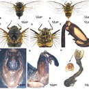 Image de Hyalessa batangensis Wang, Hayashi & Wei 2014