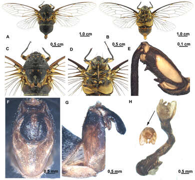 Image of Hyalessa batangensis Wang, Hayashi & Wei 2014