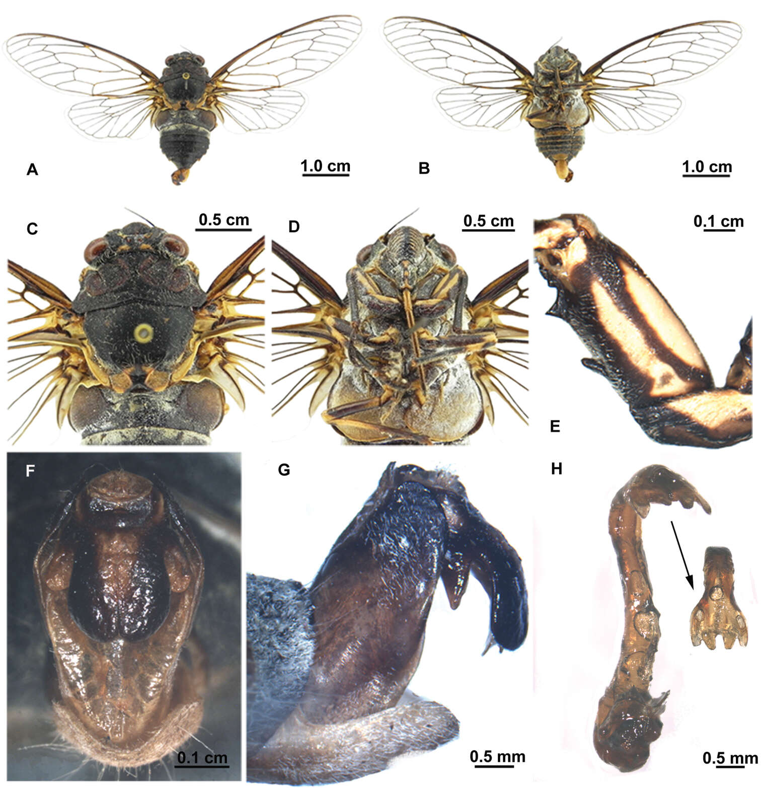 Sivun Hyalessa batangensis Wang, Hayashi & Wei 2014 kuva