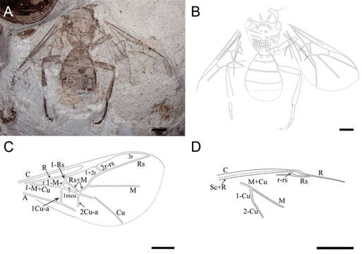 صورة Heloridae