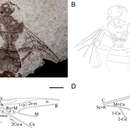 Image of Archaeohelorus polyneurus Shi, Zhao, Shih & Ren 2014