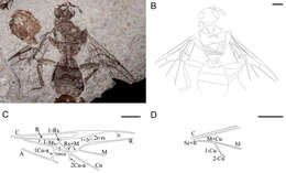 صورة Heloridae