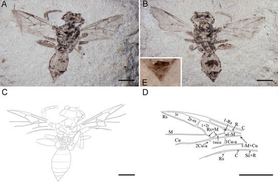 صورة Archaeohelorus tensus Shi, Zhao, Shih & Ren 2014