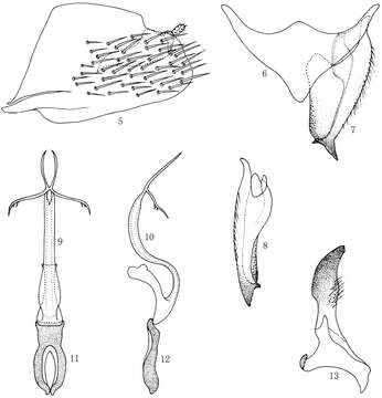 Image of Multiproductus Xing, Dai & Li 2011