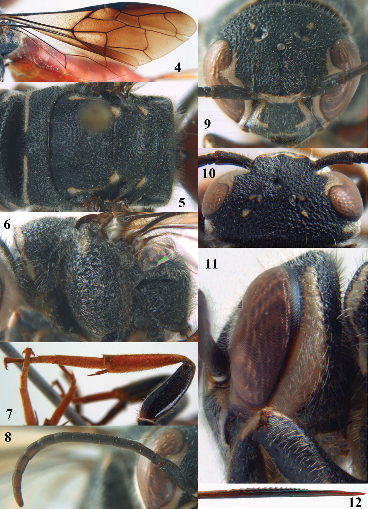 Слика од Sapygidae