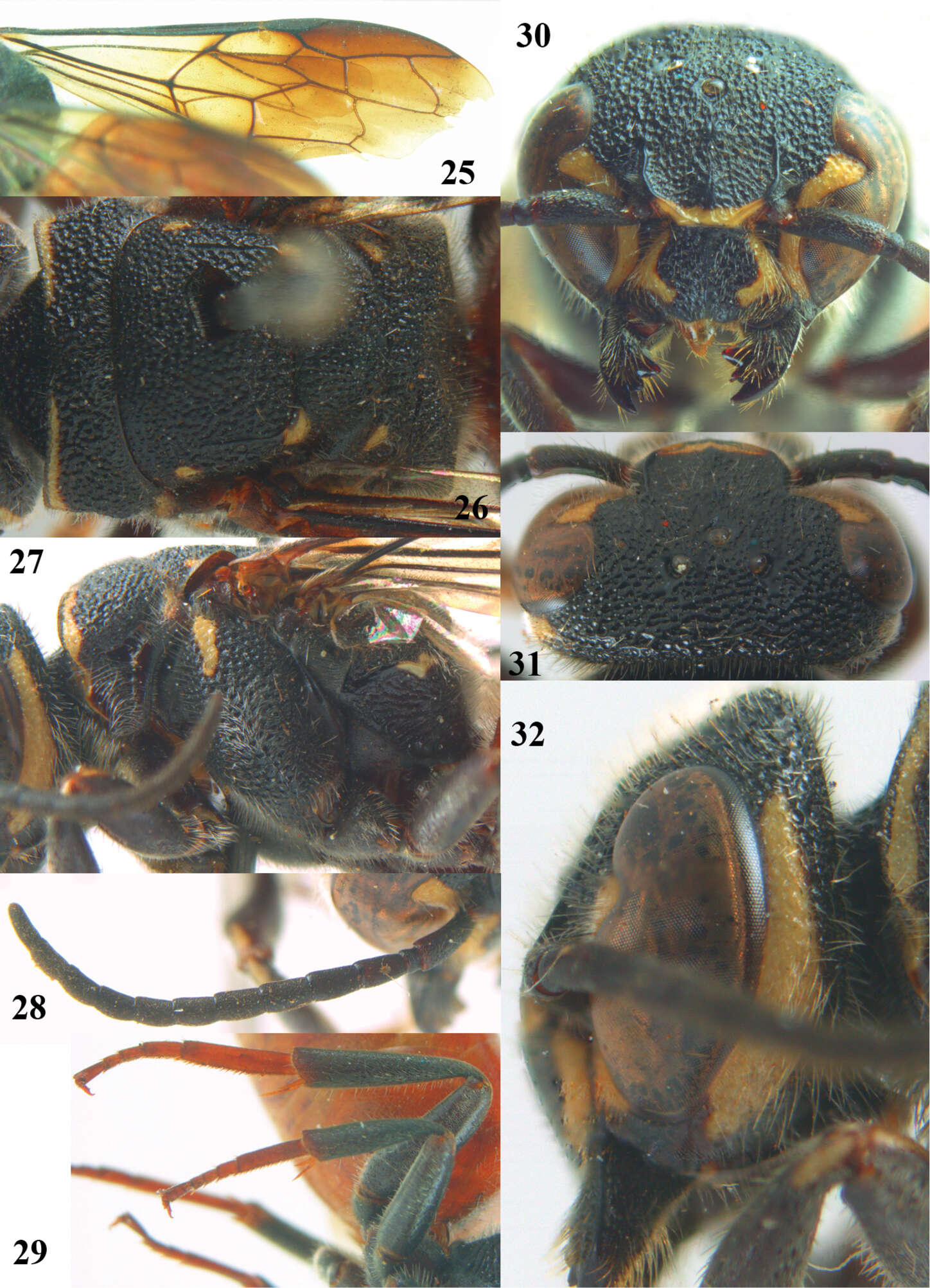 Image of sapygid wasps