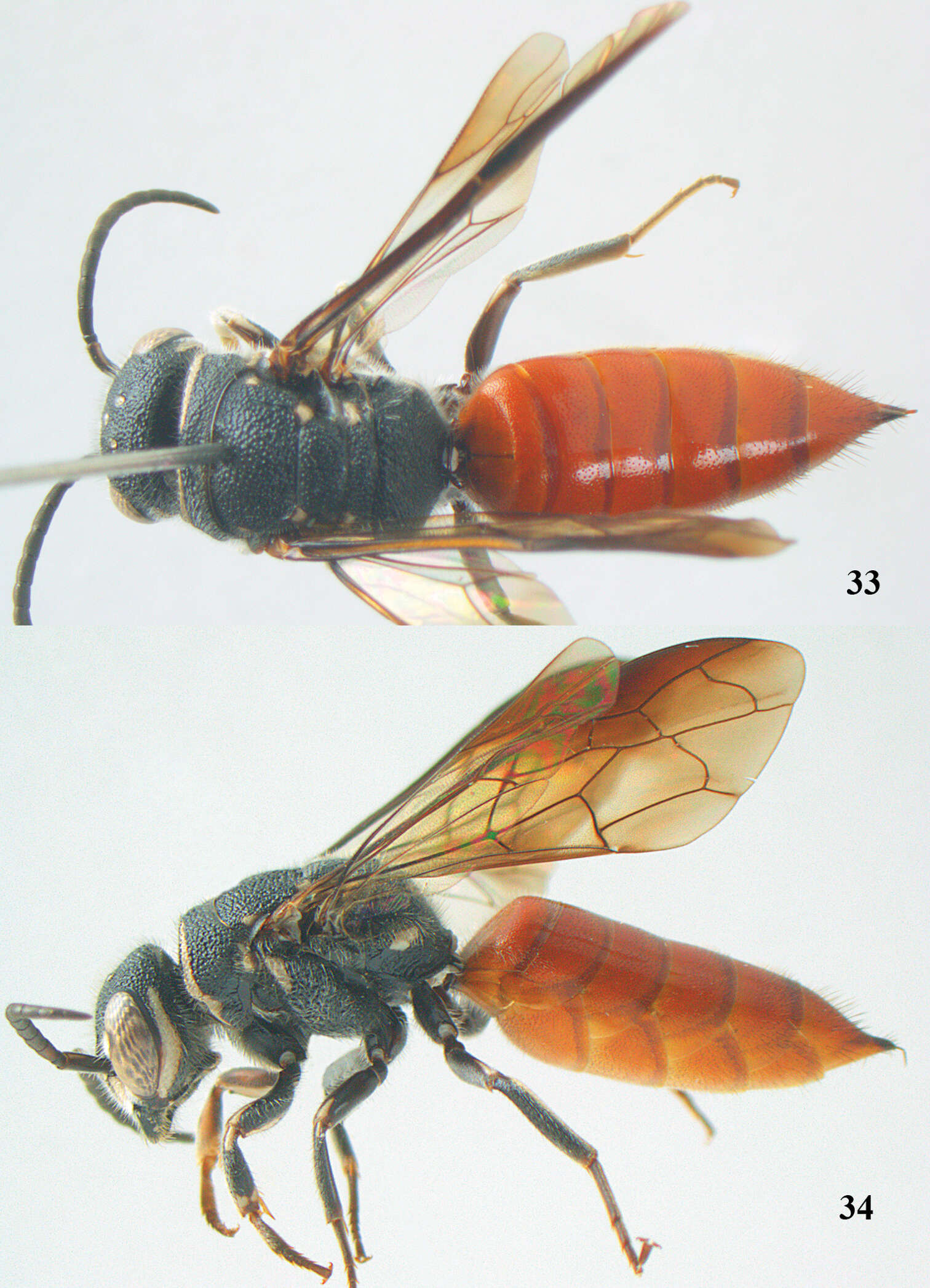 Image of sapygid wasps