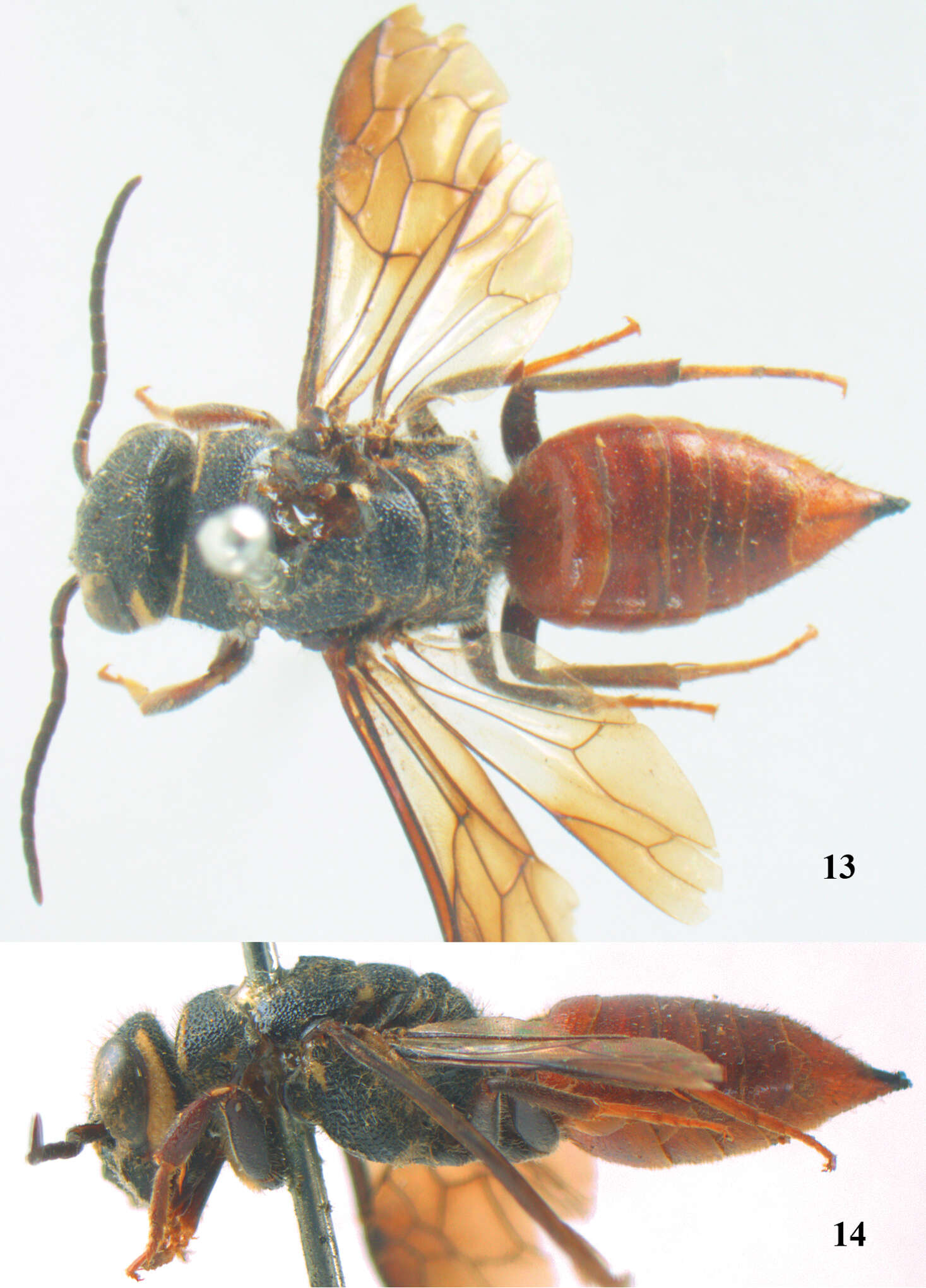 Image of sapygid wasps