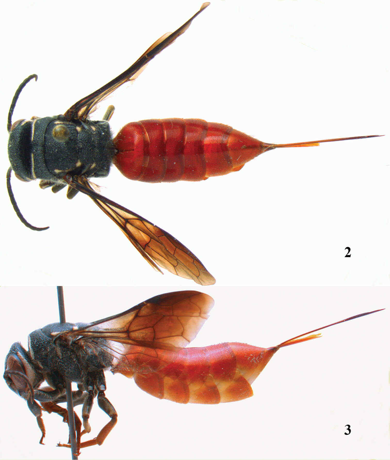 Image of sapygid wasps