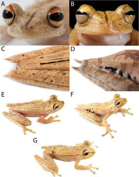 Image of Gunther's Banded Treefrog