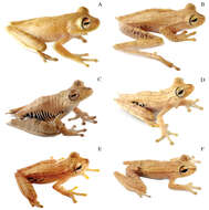 Image of Gunther's Banded Treefrog