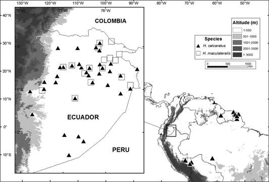 Image of Boana maculateralis (Caminer & Ron 2014)