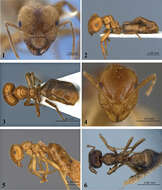 Imagem de Brachymyrmex