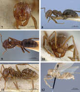 Imagem de Brachymyrmex