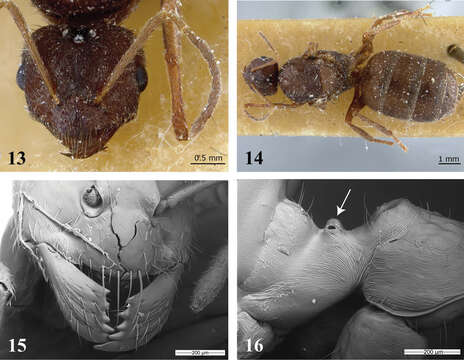 Imagem de Brachymyrmex