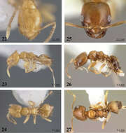 Imagem de Brachymyrmex delabiei Ortiz & Fernández 2014