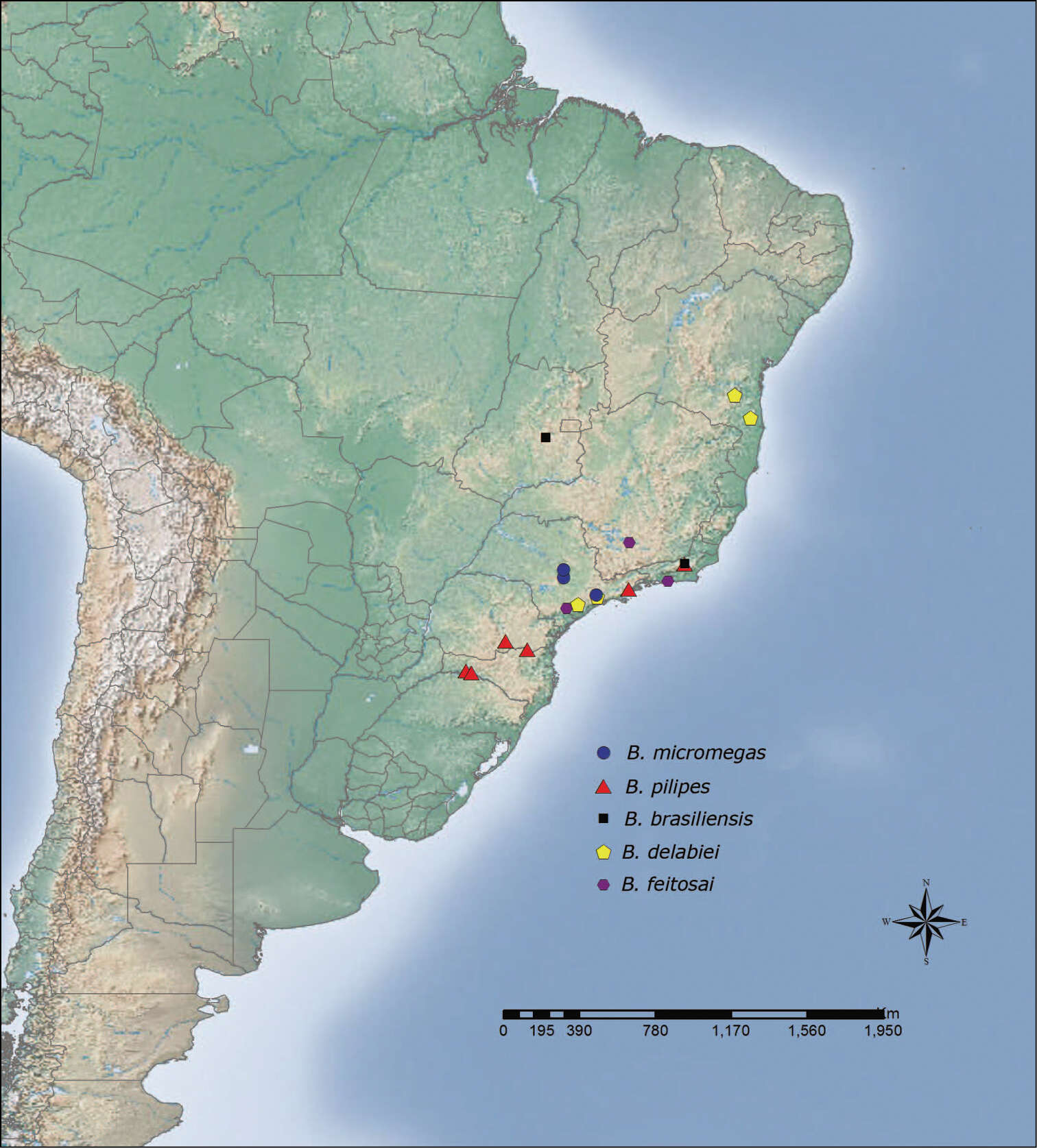 Imagem de Brachymyrmex delabiei Ortiz & Fernández 2014