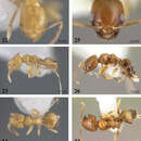 Image of Brachymyrmex feitosai Ortiz & Fernández 2014