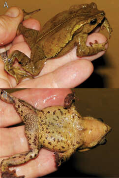 Image of beaked toads