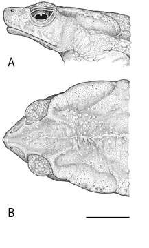 Imagem de Rhinella Fitzinger 1826