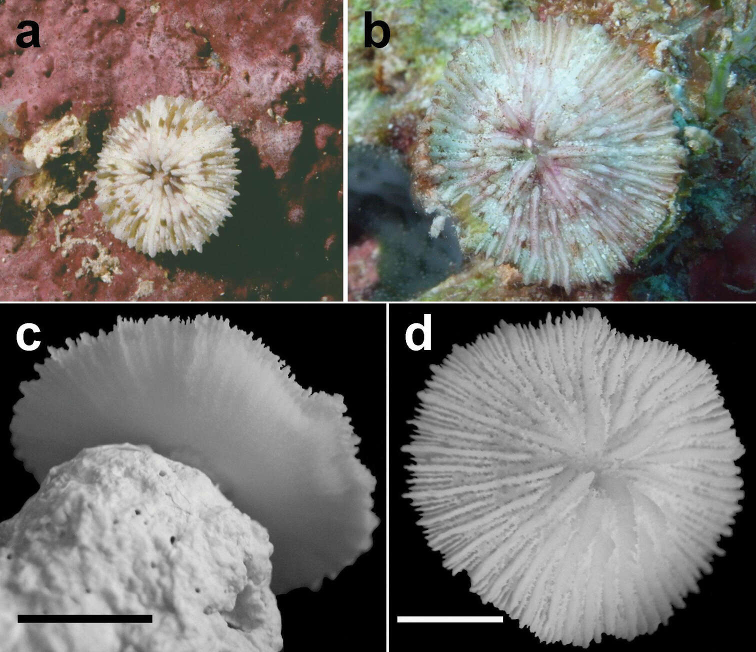 Image de Fungiidae Dana 1846