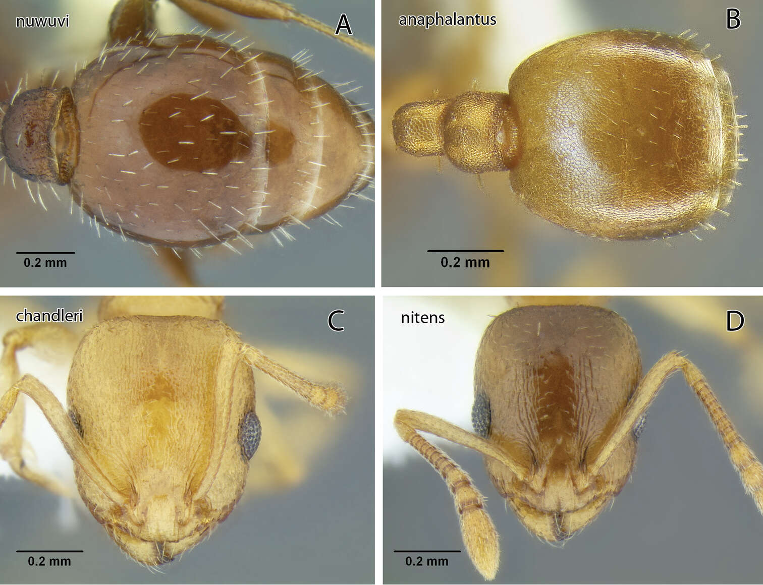 Image de Temnothorax Mayr 1861