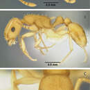 Image of <i>Temnothorax morongo</i>