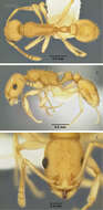 Image de <i>Temnothorax morongo</i>