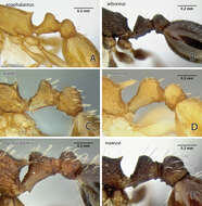 Image of <i>Temnothorax morongo</i>